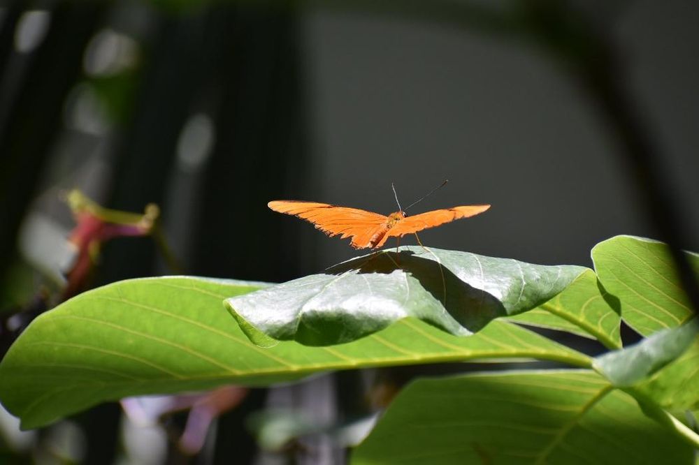 Photo of Texas Discovery Gardens
