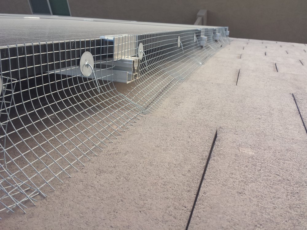 Photo of Professional Pigeon Control