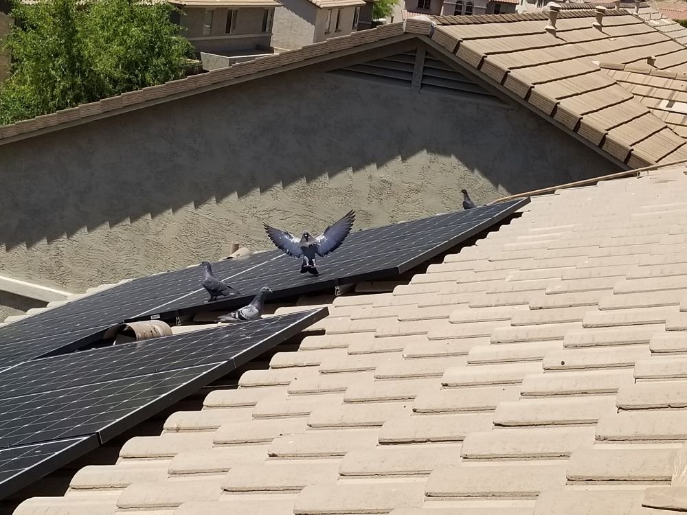 Photo of Professional Pigeon Control