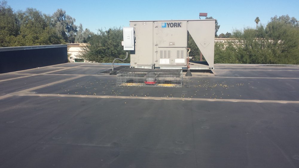 Photo of Professional Pigeon Control