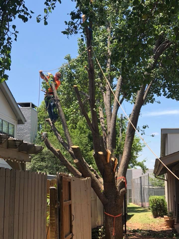 Photo of Tree Solutions
