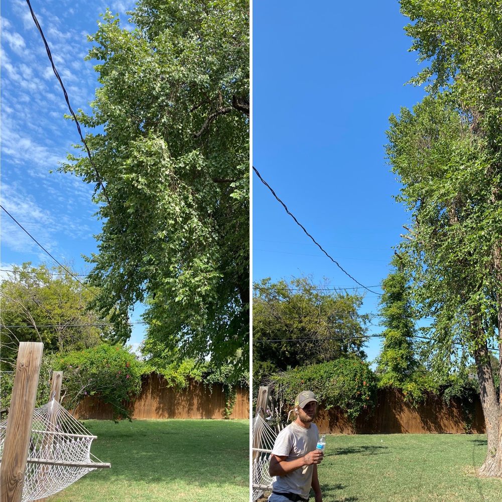 Photo of Tree Solutions