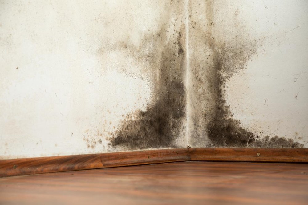 Photo of Advanced Mold Professionals