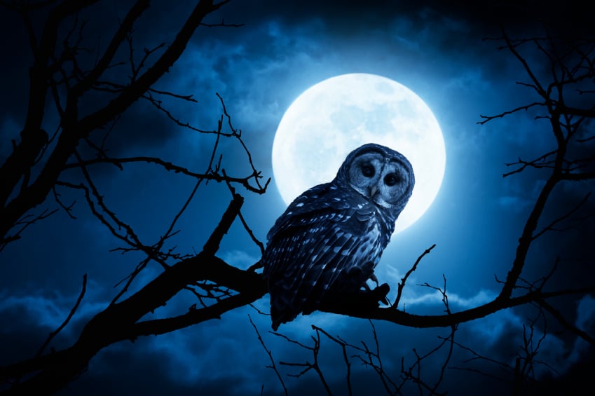 Photo of Early Bird Night Owl