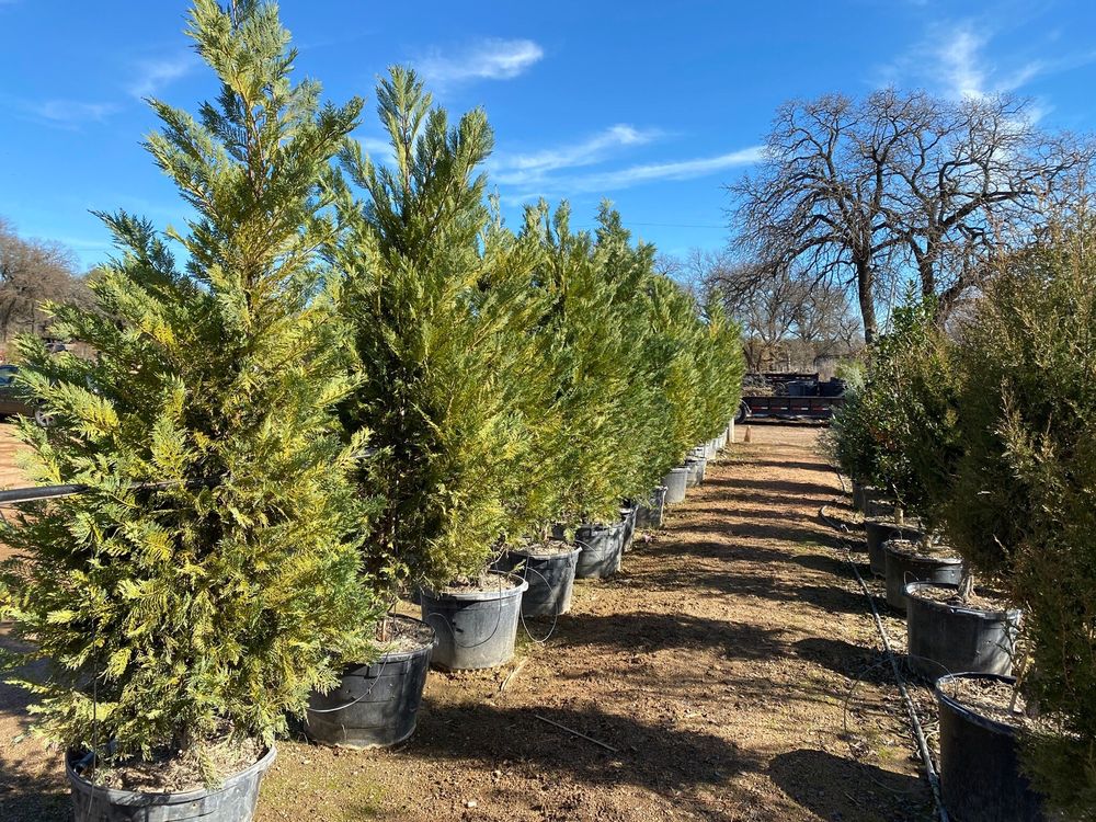 Photo of D & B Tree Company