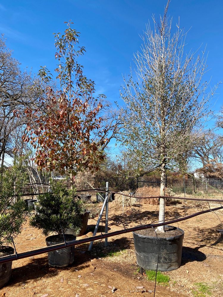 Photo of D & B Tree Company