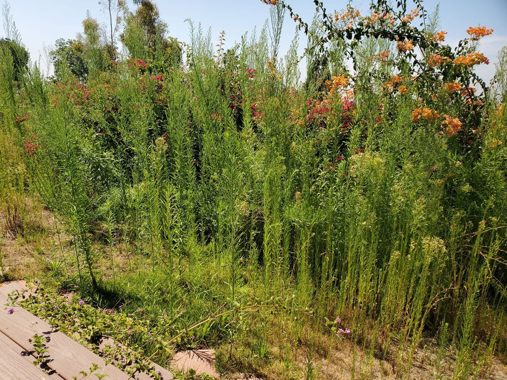 Photo of Lopez Gardening Services
