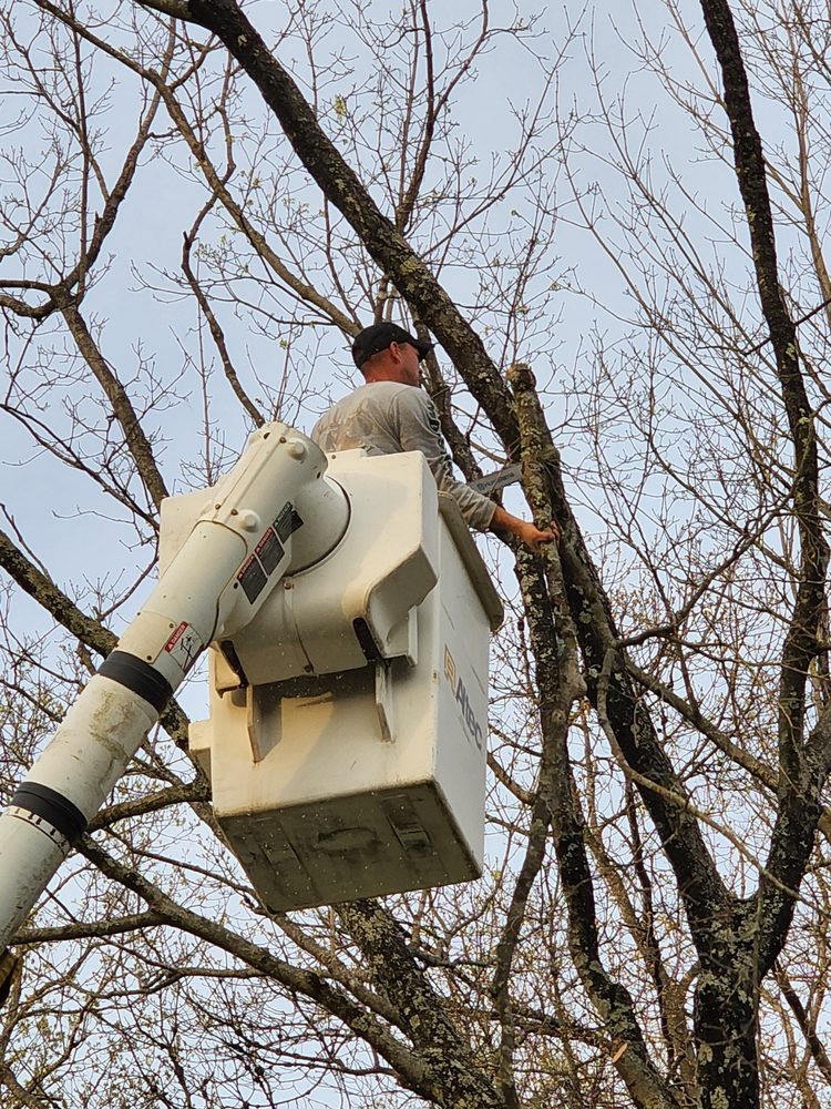Photo of Patriot Tree Experts