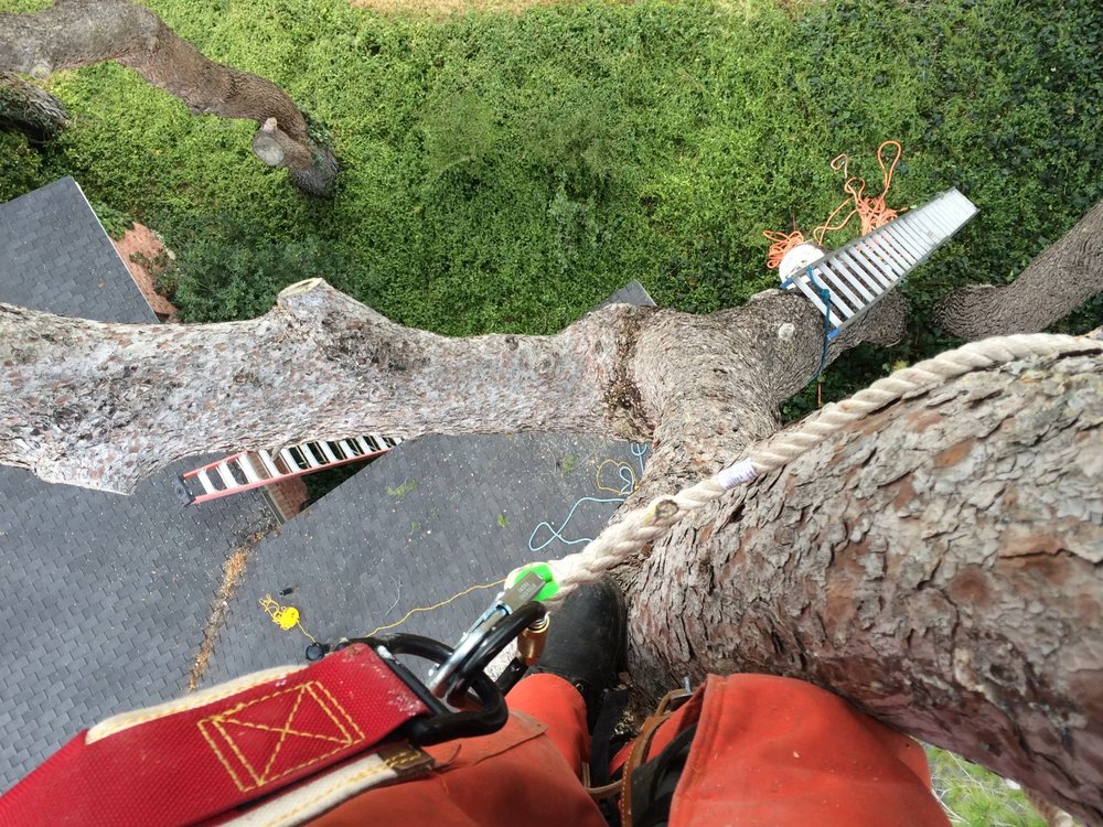 Photo of Daniel’s Tree & Landscaping