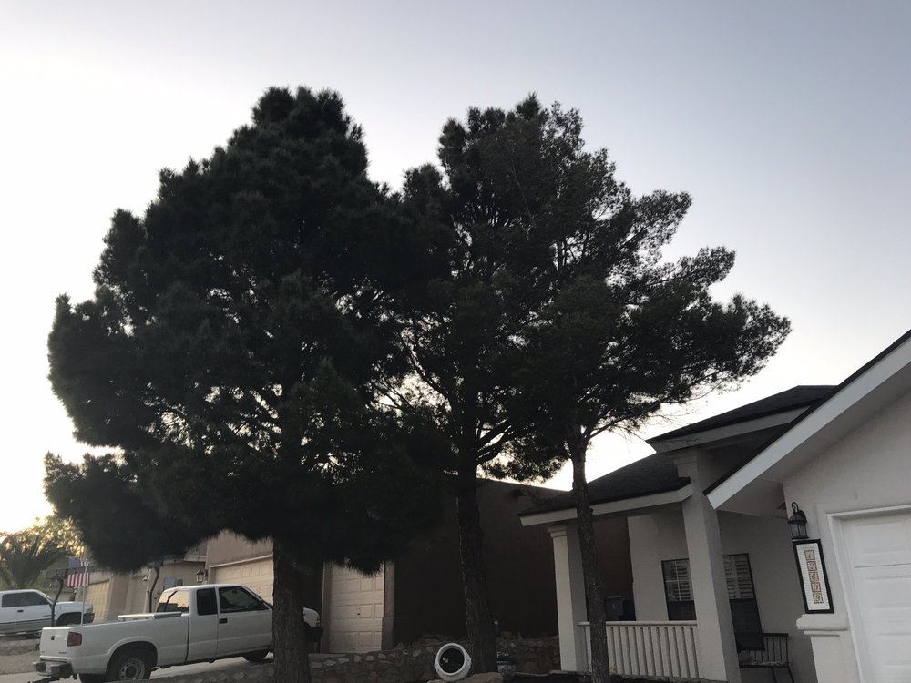 Photo of Daniel’s Tree & Landscaping