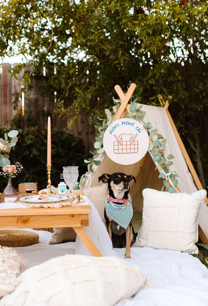 Photo of Puppy Picnic