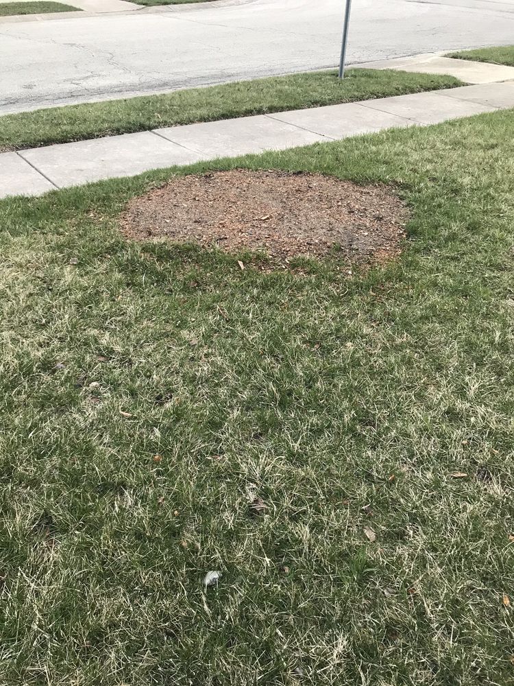 Photo of R&C Tree And Landscaping services