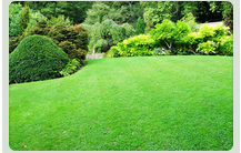 Photo of Sabia Landscaping & Tree Service