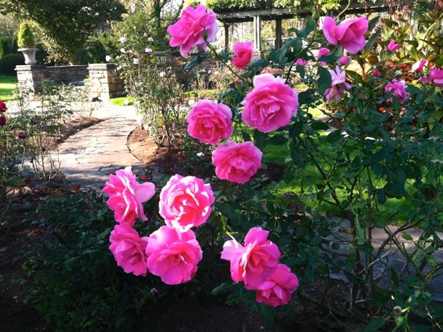 Photo of English Gardens & Designs