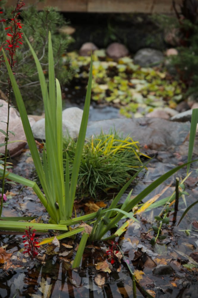 Photo of Insite Landscape Design Consulting