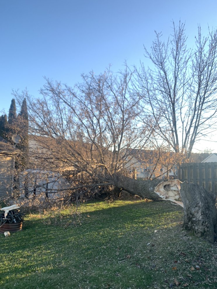 Photo of The Tree Meister