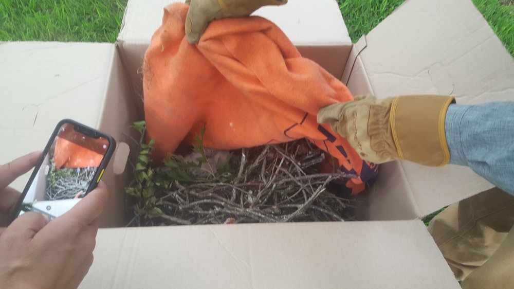 Photo of Joe's Tree Care
