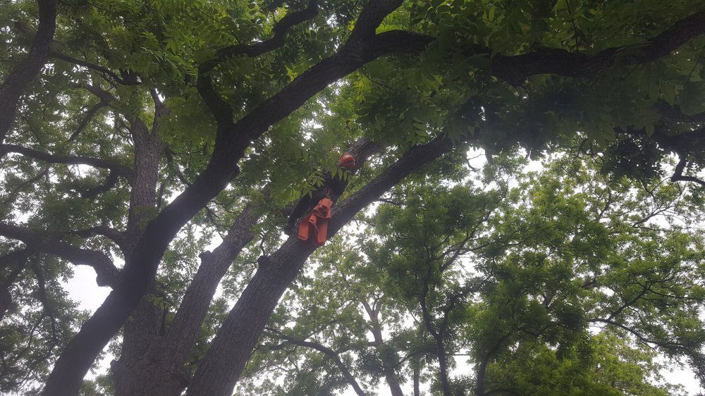 Photo of Joe's Tree Care