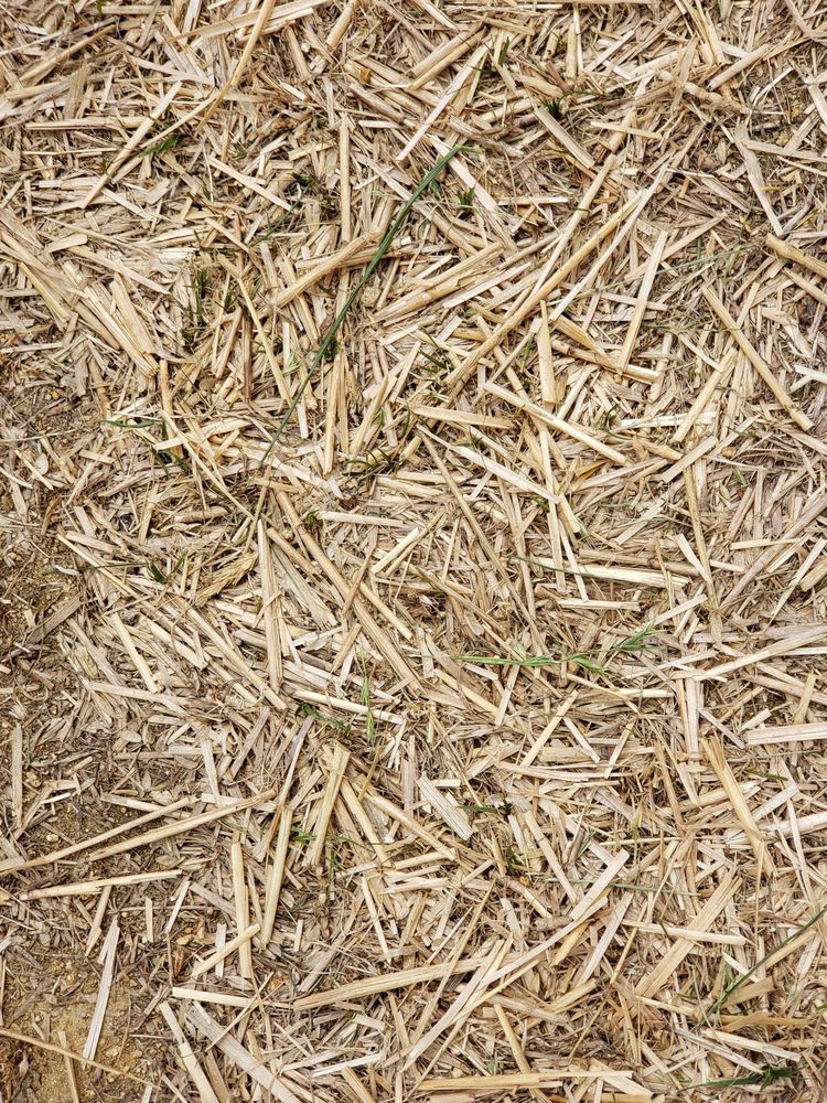 Photo of Think Green Lawn Service