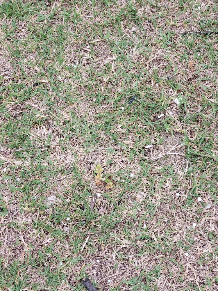 Photo of Think Green Lawn Service