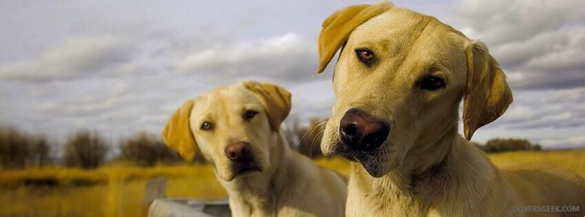 Photo of Twin Cities Dog Guard