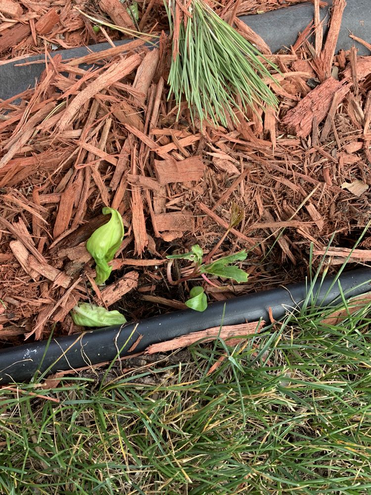 Photo of Buck Landscaping