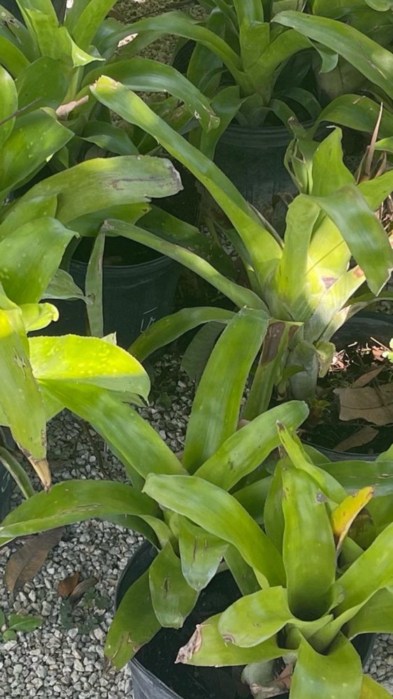 Photo of Palms And Fronds