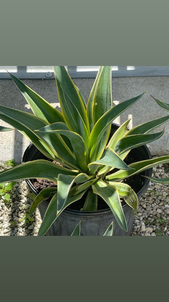 Photo of Palms And Fronds