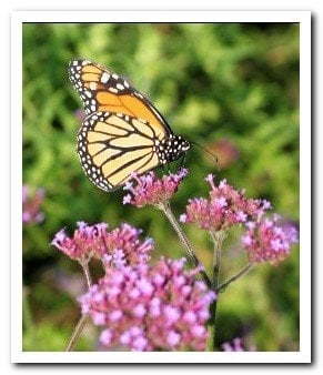 Photo of Pleasant View Gardens Inc