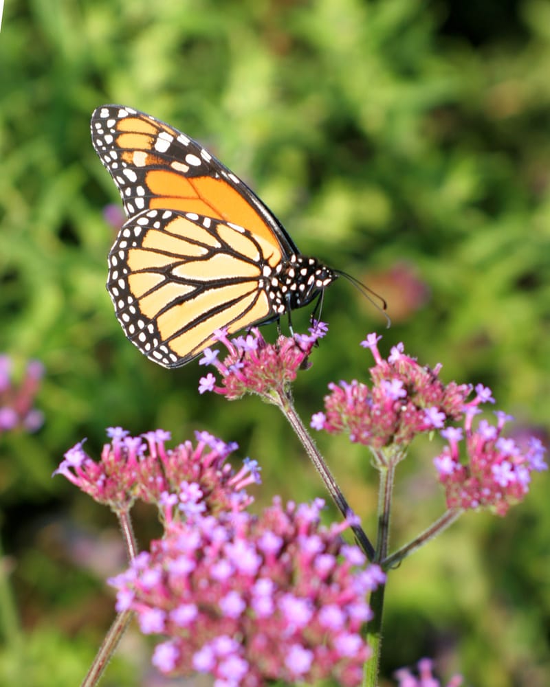 Photo of Pleasant View Gardens Inc