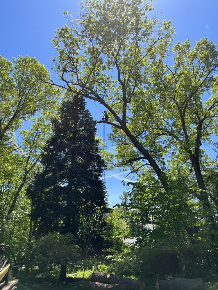 Photo of LaChance Tree Professionals