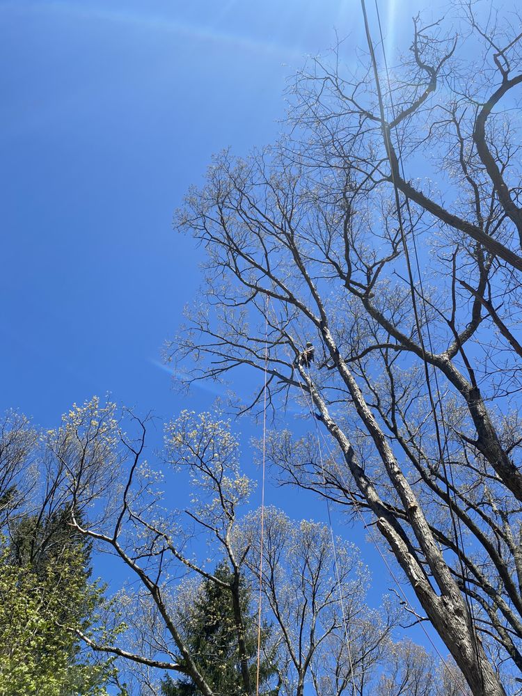 Photo of LaChance Tree Professionals