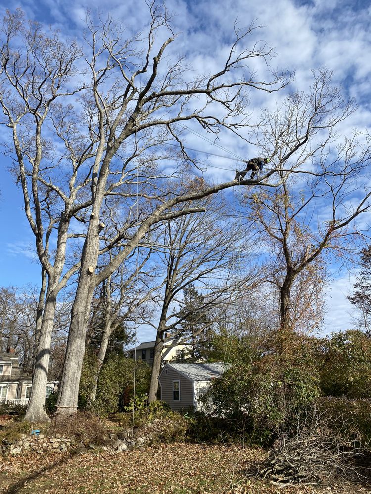 Photo of LaChance Tree Professionals