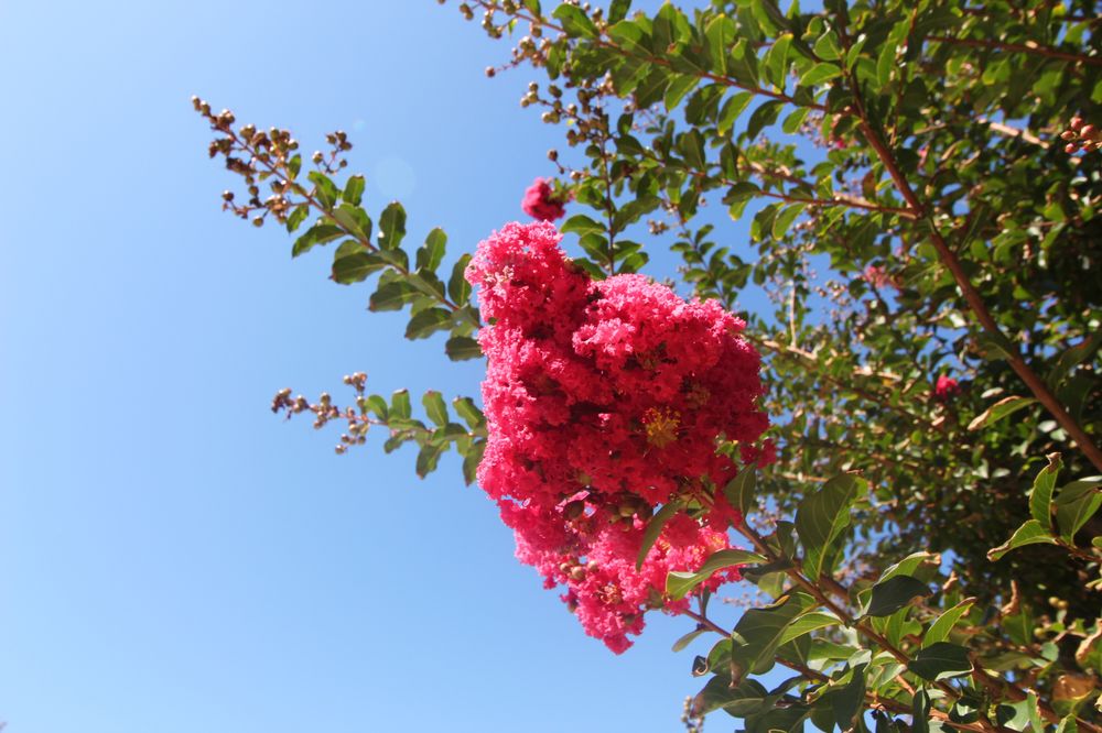 Photo of VS Roses Landscaping & Design
