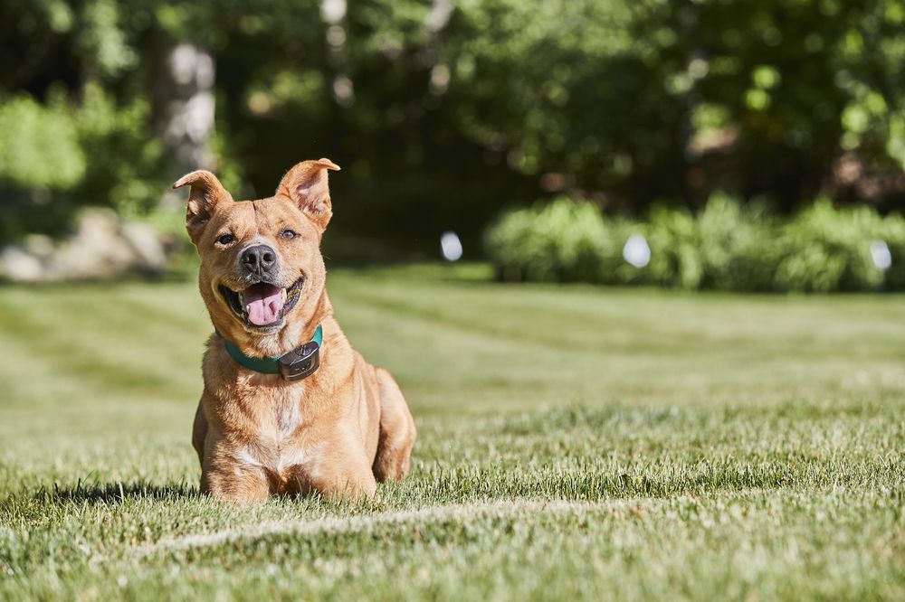 Photo of DogWatch of San Diego & Inland Empire