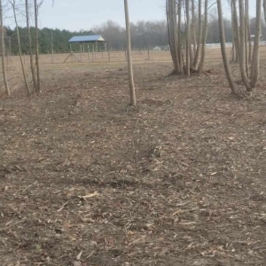 Photo of Forest Mulchers