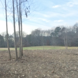 Photo of Forest Mulchers