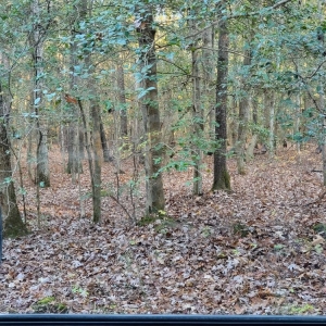 Photo of Forest Mulchers