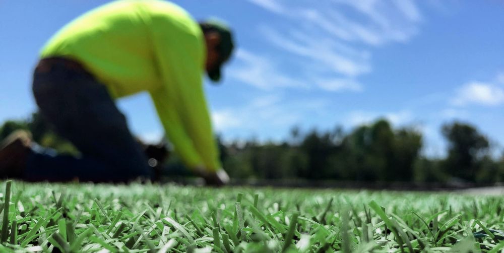 Photo of Purchase Green Artificial Grass
