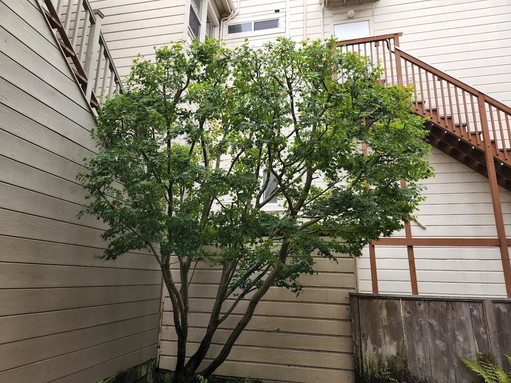 Photo of Perez's SF Gardening Services