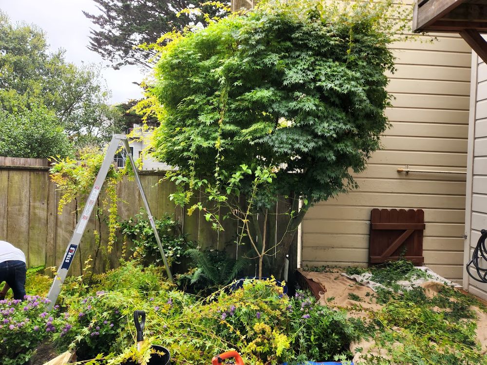 Photo of Perez's SF Gardening Services