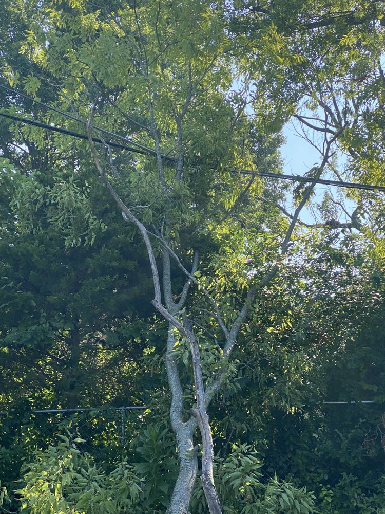 Photo of Ray's Tree Service