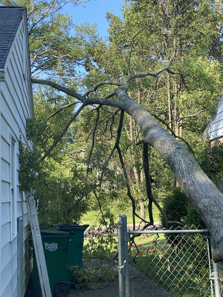 Photo of Ray's Tree Service