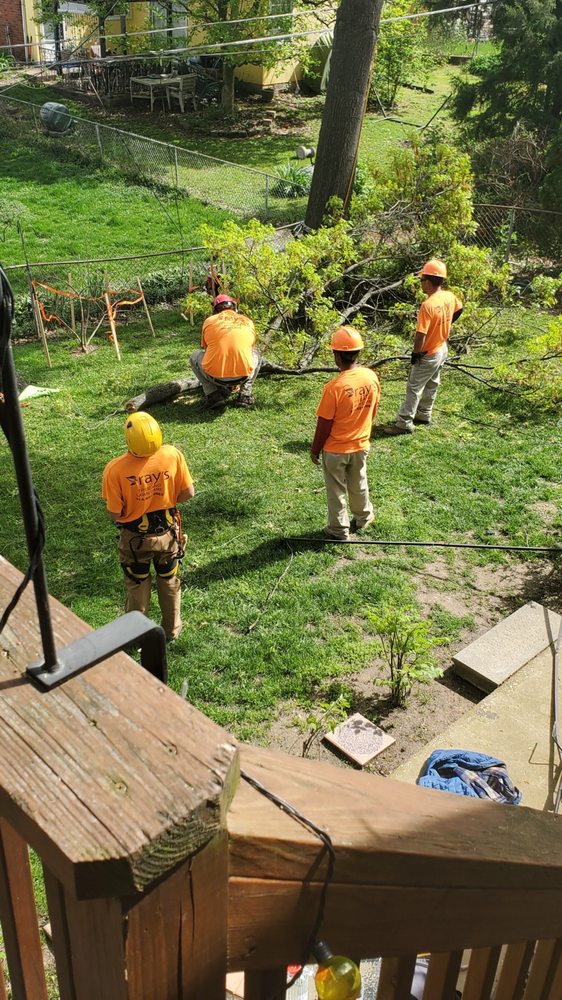 Photo of Ray's Tree Service
