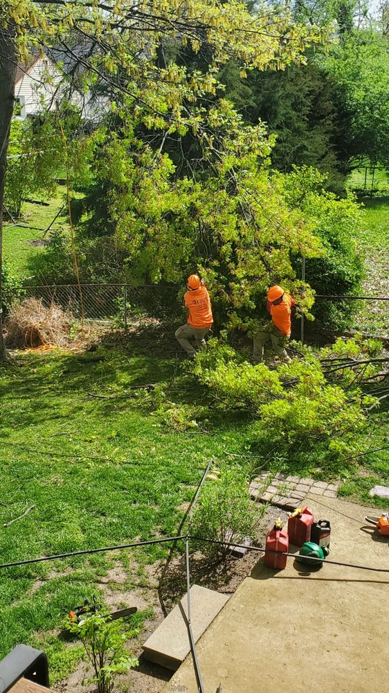 Photo of Ray's Tree Service