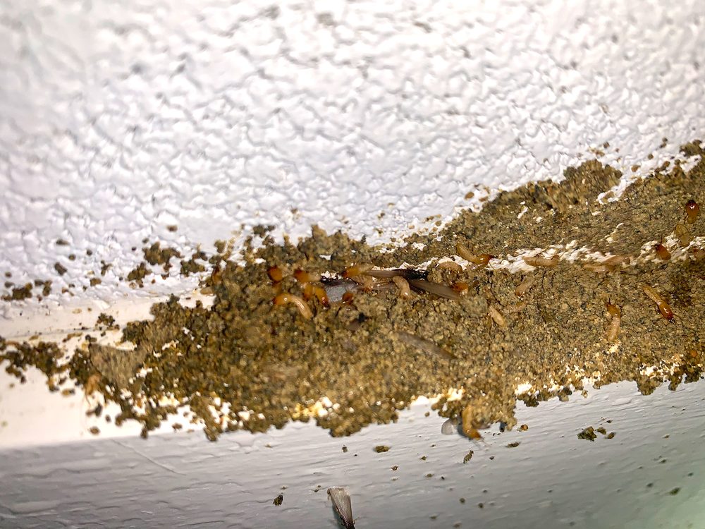 Photo of Cowleys Pest Services