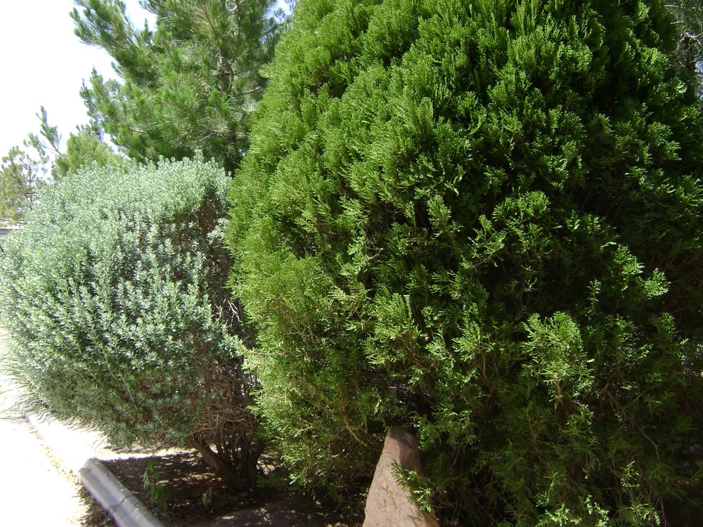 Photo of Perfection Landscape