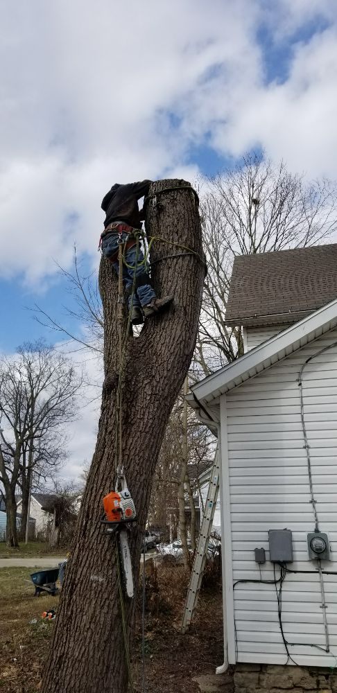 Photo of Coleman Lawn and Tree Services