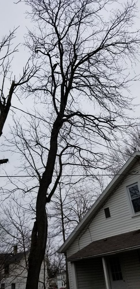 Photo of Coleman Lawn and Tree Services