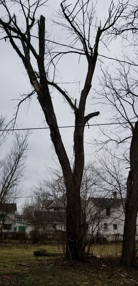 Photo of Coleman Lawn and Tree Services
